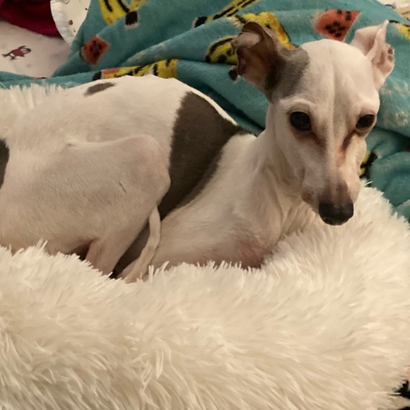 Meet your Posher, Evelyn - Picture 4 of 8